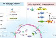 袁荃/杨雁冰团队在核酸适配体介导的抑制肿瘤迁移领域取得新进展