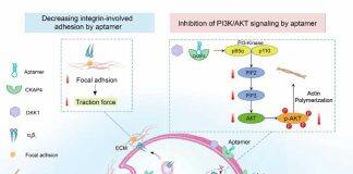 袁荃/杨雁冰团队在核酸适配体介导的抑制肿瘤迁移领域取得新进展
