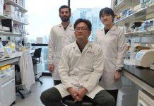 NTU研究 | 衰老过程如何改变脑细胞功能以保持记忆