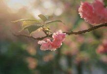 武汉大学入选首批教育评价改革研究基地共建单位