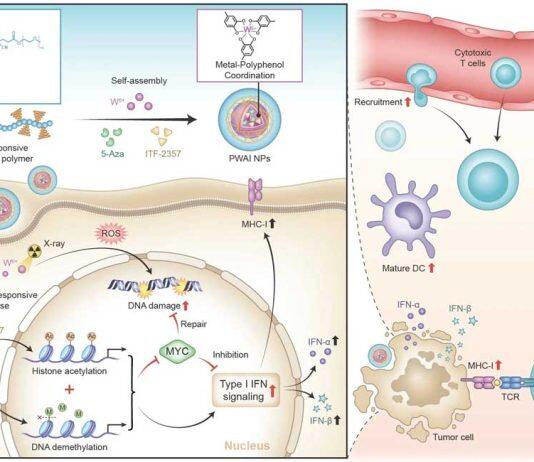 澳门大学成功研发提升乳癌疗效药物