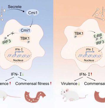 逯杨团队揭示人类共生-致病真菌调节宿主免疫的机制