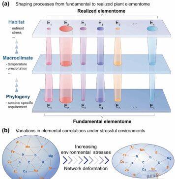 王忠/于丹团队揭示高寒和干旱区湿地植物元素组的形成和稳定机制