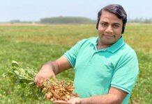 澳大利亚莫道克大学科学家改良花生作物