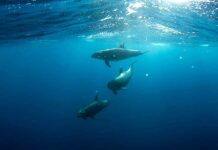 全球海洋哺乳大会在珀斯隆重召开