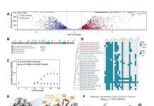 澳大团队发现人类肠道细菌对中药多糖利用的关键因素