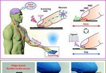 澳大在仿生指尖触觉感知研究有新发现