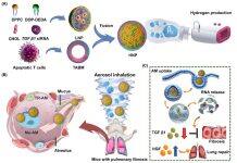 澳大研究团队在肺纤维化治疗取得突破