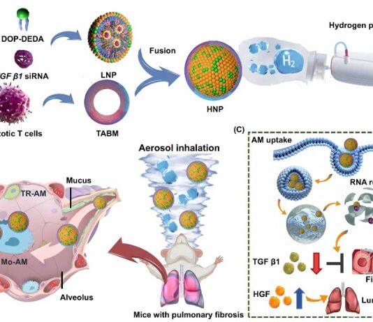 澳大研究团队在肺纤维化治疗取得突破