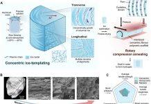 澳门大学团队在仿生水凝胶研究取得突破性进展