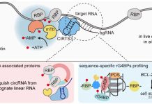 翁小成/周翔/张好建联合开发活细胞RNA-蛋白质互作研究新技术