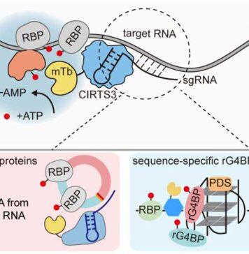 翁小成/周翔/张好建联合开发活细胞RNA-蛋白质互作研究新技术