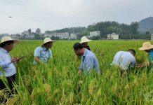 红莲型杂交水稻吸引多国专家取经