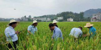 红莲型杂交水稻吸引多国专家取经