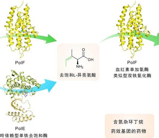 武大-厦大团队联手破解氮杂环丁烷类药效基团的生物合成之谜