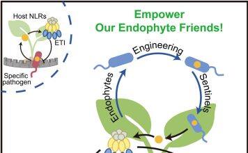 胥国勇课题组通过内生菌遗传赋能工程实现ETI广谱抗病