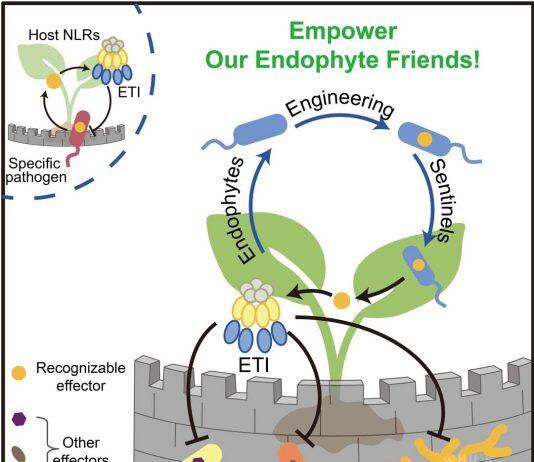 胥国勇课题组通过内生菌遗传赋能工程实现ETI广谱抗病