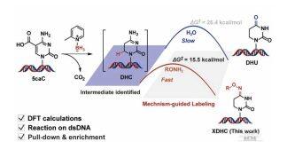刘艺斌/周翔联合北京大学余志祥在核酸修饰化学标记取得研究进展
